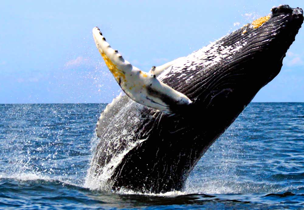 Humpback Whale