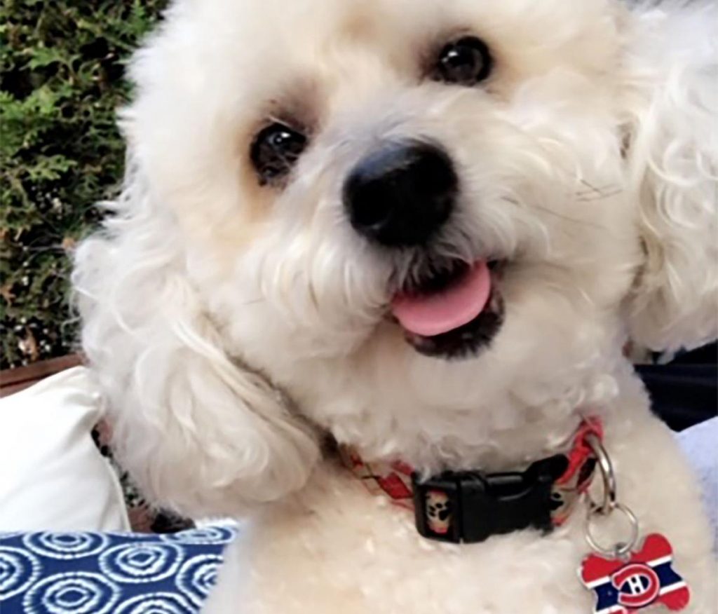 Understand This – I’m not a crazy dog person!